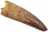 Enormous, Real Spinosaurus Tooth - Excellent Large Tooth #208400-1